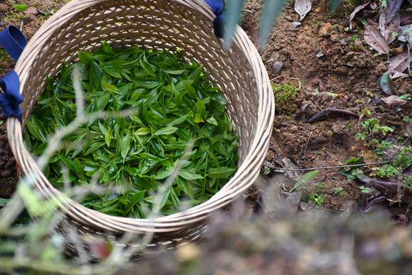 男人夏天喝什么茶最好