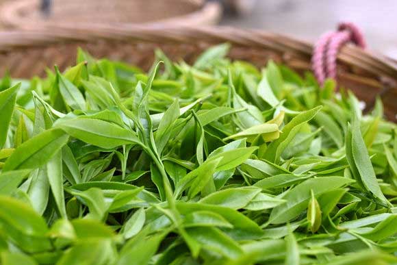 喝什么茶保护眼睛 老年人提高视力的茶品