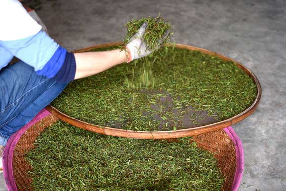 番石榴茶的副作用